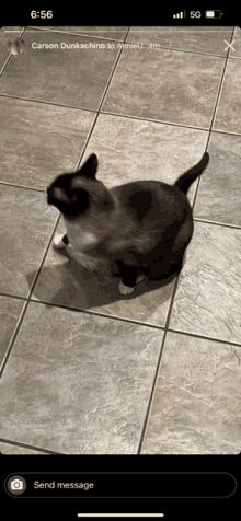 a cat is sitting on a tiled floor and looking up at the camera ..