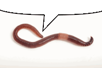 a worm with a speech bubble that says v on it