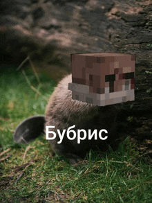 a beaver with a minecraft block on its head