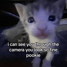 a gray and white kitten with a caption that says `` i can see you through the camera you look so fine pookie ''