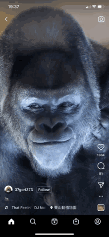 a gorilla 's face is displayed on a cellphone screen