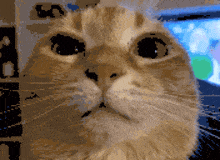 a close up of a cat looking at the camera with a blurry background