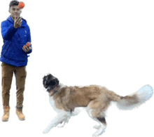 a man in a blue jacket is playing with a dog