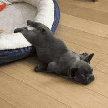 a puppy is laying on its back on the floor