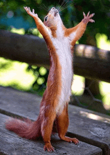 a squirrel with its arms outstretched is standing on a wooden bench .