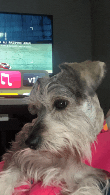 a small dog is sitting in front of a tv screen that says ' vj ' on it