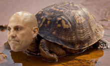 a turtle with a man 's head on it