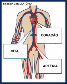 a diagram of a person 's circulatory system with the words veia and arteria