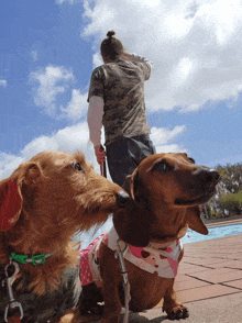 two dachshunds on a leash with a man in a camo shirt standing behind them