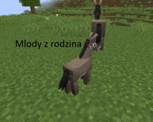 a picture of a donkey in a field with the words młody z rodzina