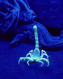 a scorpion is glowing in the dark in front of a tree branch