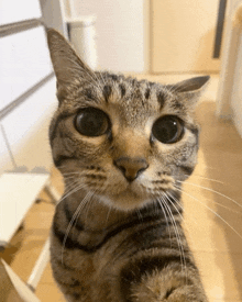 a close up of a cat 's face with a white background