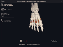 a computer screen shows the muscles of the foot and says abduction