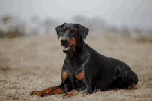 a black and brown dog laying in the grass