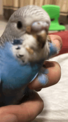 a person is holding a small blue and white parakeet in their hand