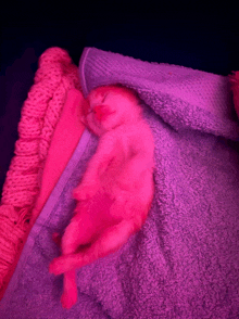 a kitten is sleeping on a purple towel with a pink blanket behind it