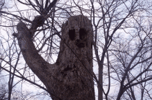 a tree with a face carved into it