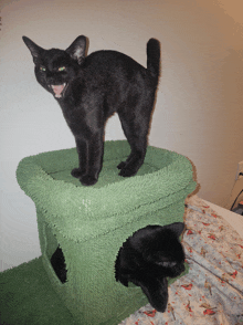 a black cat is standing on top of a green cat house