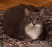 a grey and white cat laying on a rug