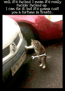 a cat is holding a wrench in front of a car with a license plate that says 06 76 ty