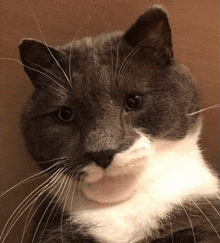 a close up of a gray and white cat 's face looking at the camera