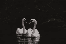 two white swans with red beaks are looking at each other in the dark