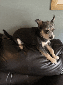 a small dog laying on top of a black couch