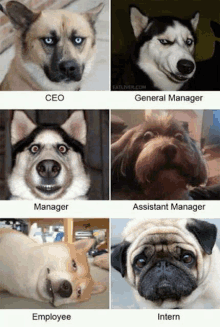 a collage of pictures of dogs with the words ceo general manager assistant manager employee and intern