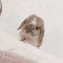 a small brown and white bunny rabbit is sitting on a white blanket