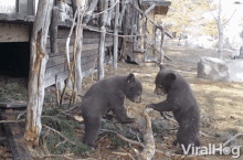 two bear cubs are playing with a tree branch in front of a house with the words viralhog on the bottom left