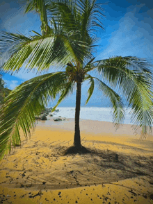 a palm tree stands on a sandy beach near the ocean