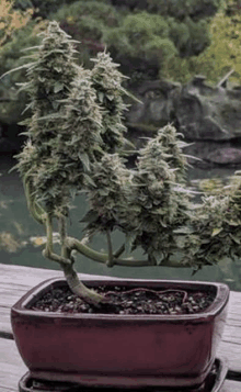 a marijuana plant is growing in a bonsai pot on a wooden table .