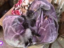 a cat is laying under a purple blanket on a table