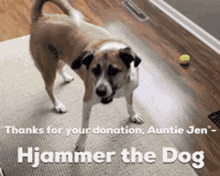 a brown and white dog standing on a rug with the words " thanks for your donation auntie jen " below it