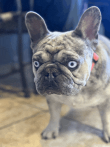 a french bulldog with blue eyes and a red collar looks at the camera