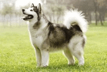 a husky dog is standing in a grassy field with its tongue out .