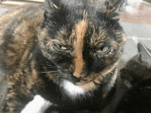 a close up of a calico cat 's face with a white chest