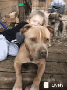 a dog is laying on a wooden deck next to a boy with the word lively on the bottom right