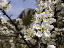 a bunch of white flowers with yellow centers on a tree