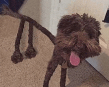 a small brown dog with a pink tongue sticking out is standing on a carpeted floor .