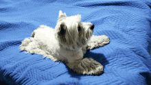 a white dog laying on a blue blanket looking at the camera