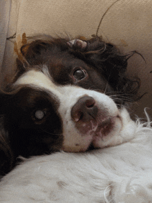 a brown and white dog laying down with its head on its paws