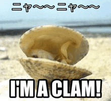 a clam shell on the beach with the words i 'm a clam below it