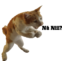 a cat is jumping in the air with the words na niui written on the bottom