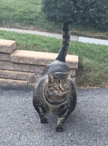 a cat with a very long tail is walking down the road