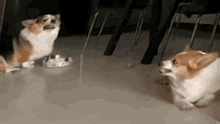 two corgi dogs are standing next to each other in a room .