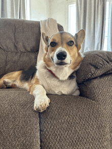 a dog is laying on a couch and looking at the camera