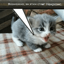 a gray and white kitten is sitting on a plaid blanket