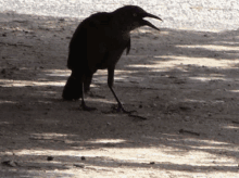 a bird with a long beak is standing on a dirt ground