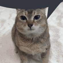 a cat with a speech bubble above its head looks at the camera